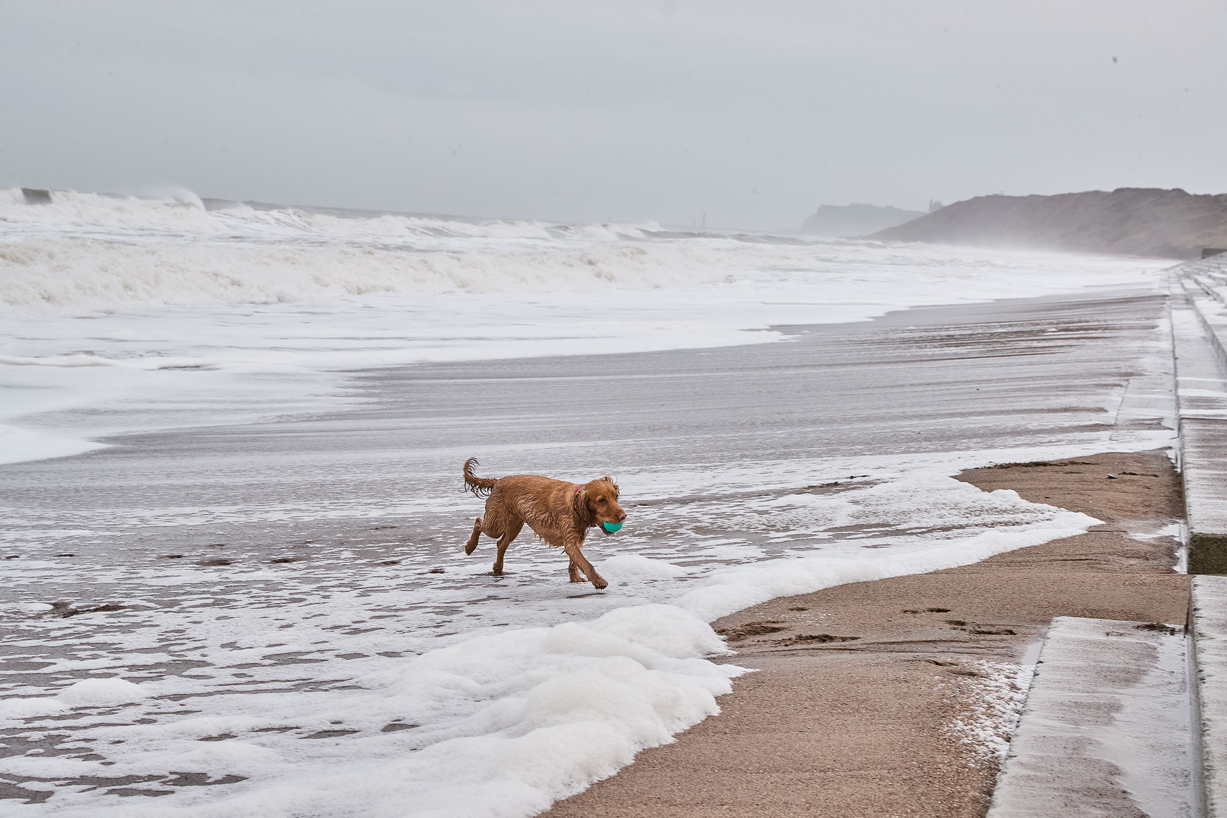 An image of a dog enjoying the beach in Yorkshire. The image shows white, frothy waves lapping the shore as a Spaniel runs with a green ball in their mouth. 