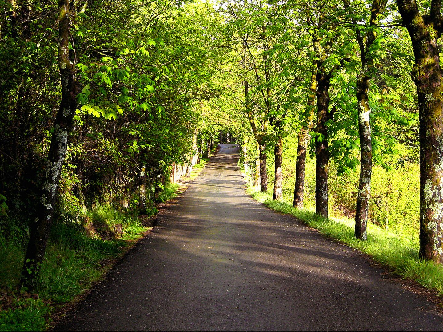 A view of the Nidderdale Greenway in Harrogate. The image shows a path in the middle lined with leafy, green trees on either side.