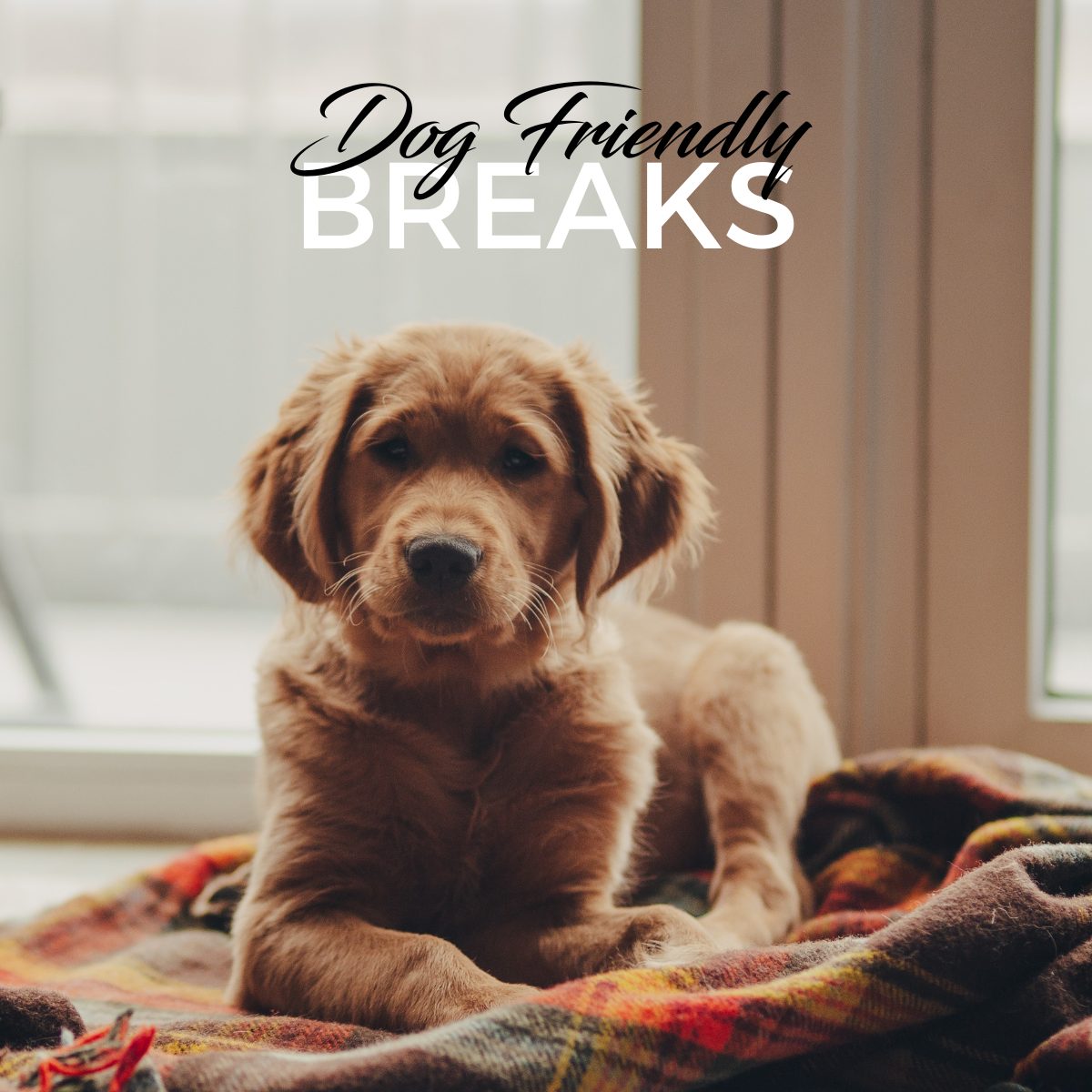 Dog friendly hot sale romantic breaks