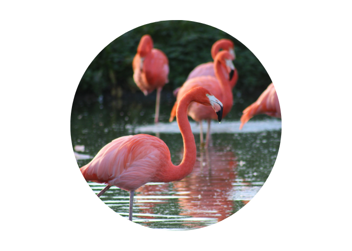 An image of bright pink flamingos in water. 