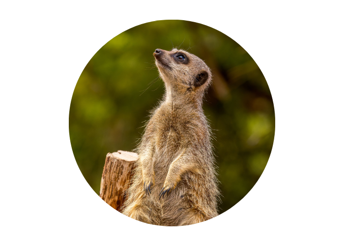 The image shows a meerkat sat upright looking up at the sky. The background is green trees or bushes which have been blurred. 